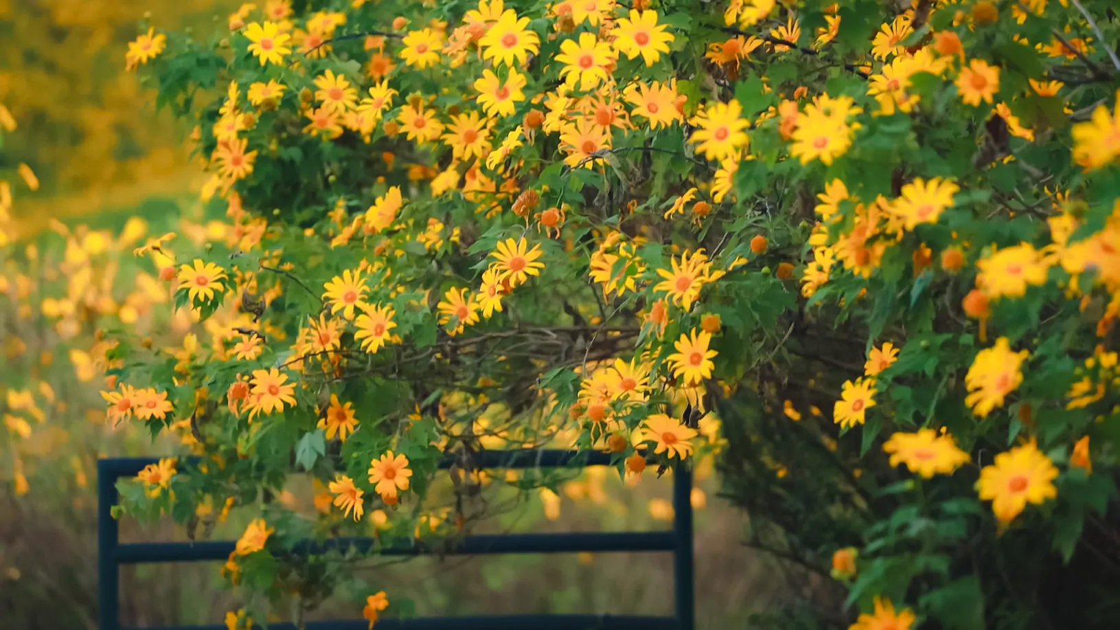 เทศกาลเที่ยวดอกบัวตองบาน ดอยแม่อูคอ จังหวัดแม่ฮ่องสอน เตรียมเปิดม่านต้อนรับนักท่องเที่ยว 11 พฤศจิกายน 2568