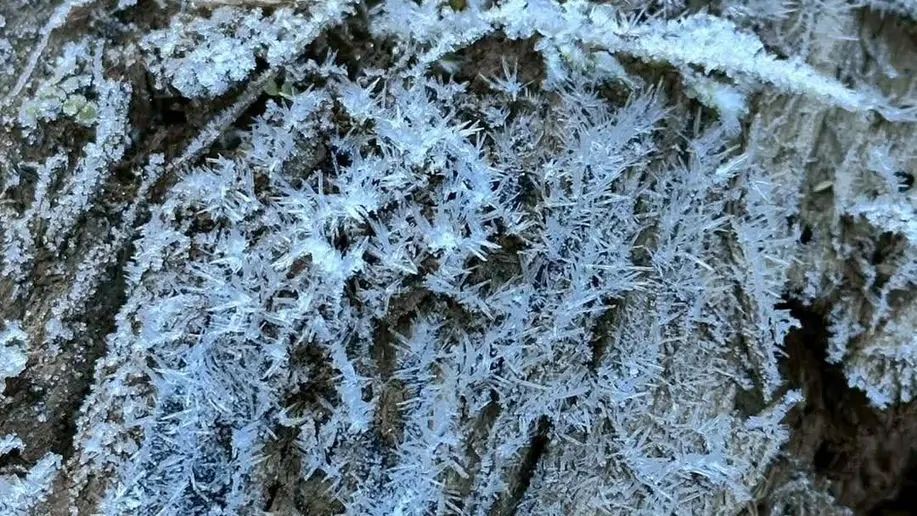 น่านหนาวสะท้าน! “เหมยขาบ” โผล่บ้านมณีพฤกษ์เป็นครั้งแรกของปี อุณหภูมิดิ่งใกล้แตะศูนย์