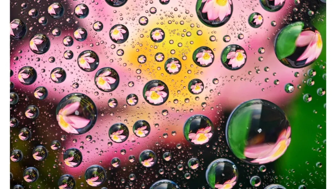 หลุดภาพตัวอย่างกล้อง Honor Magic8 RSR เทเลโฟโต้ 200MP ซูมไกล–มาโครเด่น เตรียมเปิดตัวก่อนตรุษจีน