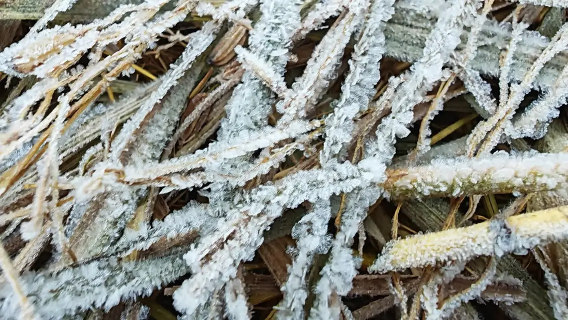 น่านหนาวจัดอีกระลอก! น้ำค้างแข็งปกคลุมดอยผาผึ้ง บ้านมณีพฤกษ์ จ.น่าน