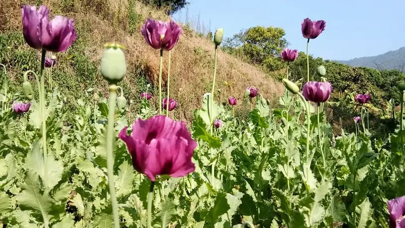 ฝิ่น พืชดอกสวยบนพื้นที่สูง กับบทบาทที่โลกไม่อาจมองข้าม