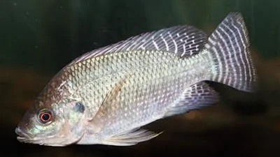 พาณิชย์ขึ้นทะเบียน “ปลานิลสายน้ำไหลเบตง” GI ยะลา ดันอัตลักษณ์อาหารสู่ท่องเที่ยวเชิงอาหาร