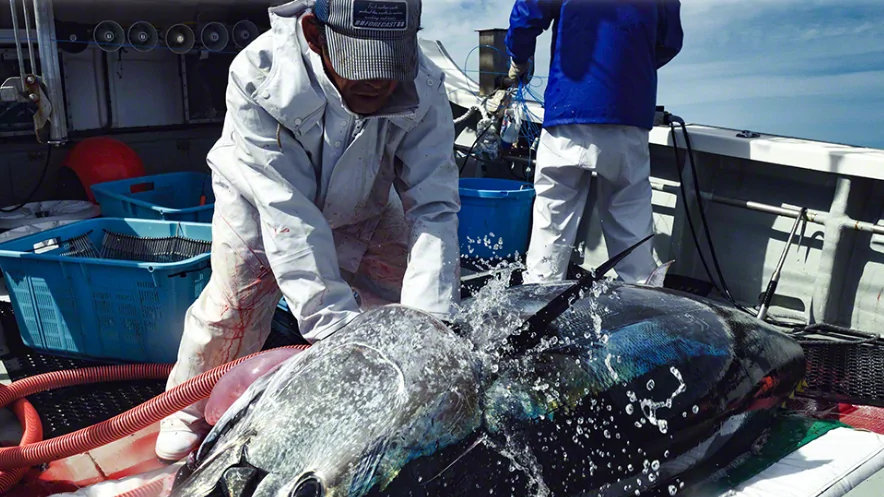 เปิดเบื้องหลัง “Black Diamonds” ทูน่าโอมะ ตำนานปลาครีบน้ำเงินที่ดีที่สุดของญี่ปุ่น