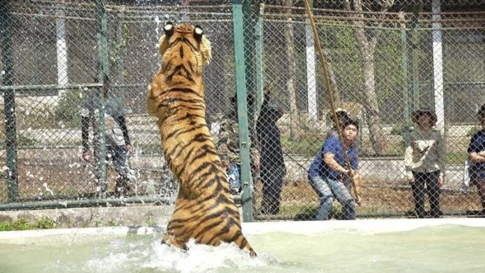 ปิด “คุ้มเสือ เชียงใหม่” 14 วัน หลังเสือโคร่งตาย 72 ตัว เร่งสอบสาเหตุโรคระบาด