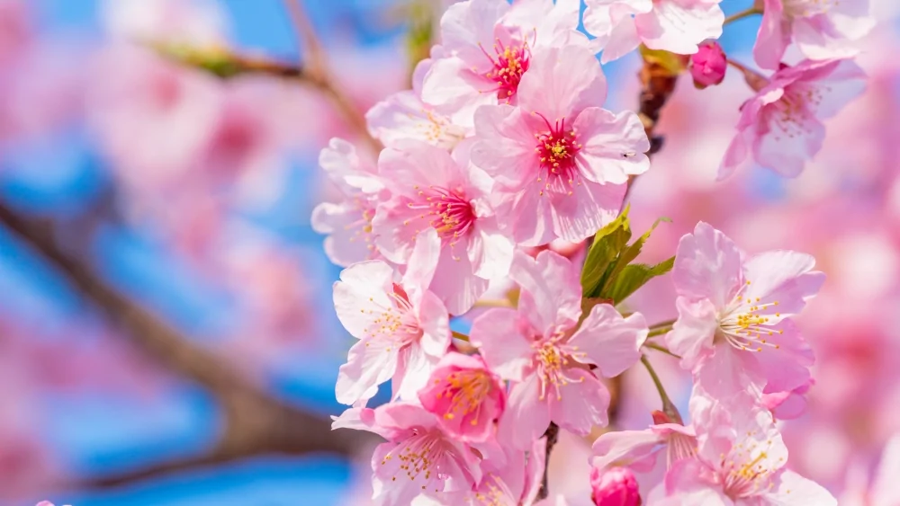 ญี่ปุ่นเปิดเทศกาลซากุระคาวาซุ ต้อนรับฤดูใบไม้ผลิสีชมพูสดใส ดึงดูดนักท่องเที่ยวกว่าครึ่งล้าน