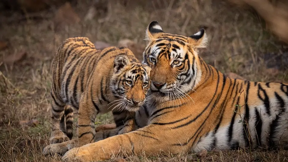 นายกรัฐมนตรีอินเดียร่วมฉลองวันสัตว์ป่าโลก ย้ำความสำคัญของการอนุรักษ์ความหลากหลายทางชีวภาพ