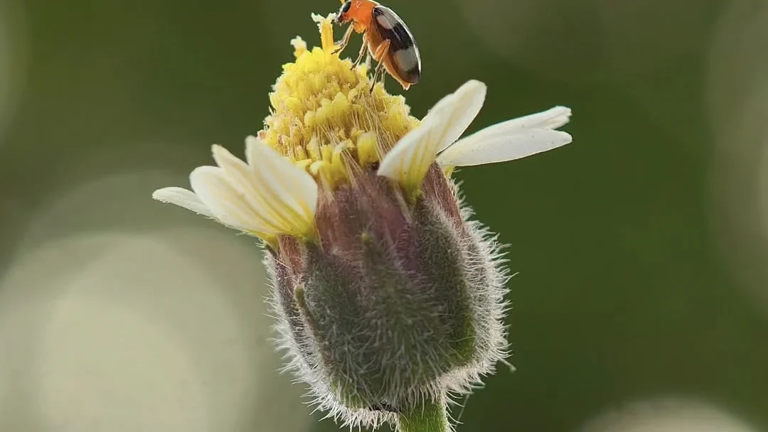 เจาะลึกแพลตฟอร์ม X เมื่อแบรนด์มือถือระดับโลก 'Xiaomi' โชว์ศักยภาพกล้อง และ 'Apple' ส่งสัญญาณความก้าวหน้า iOS สู่ปี 2569